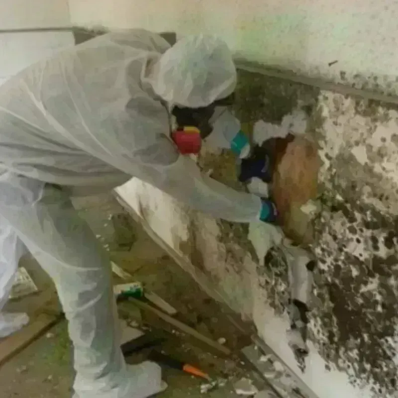 Mold Remediation and Removal in Tusculum, TN